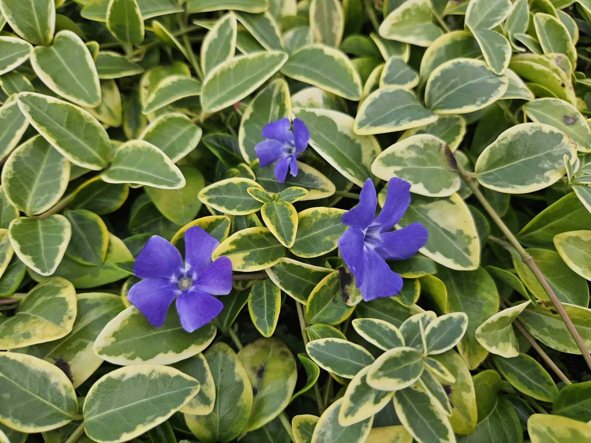 Image of Kleinblättriges Immergrün Vinca minor 'Blue and Gold' – ↕10-25cm – Ø9cm – 12 Pflanzen – Goldgelbe Blätter & Blau-Lila Blüten – Immergrüner Bodendecker – Schattentauglich & pflegeleicht