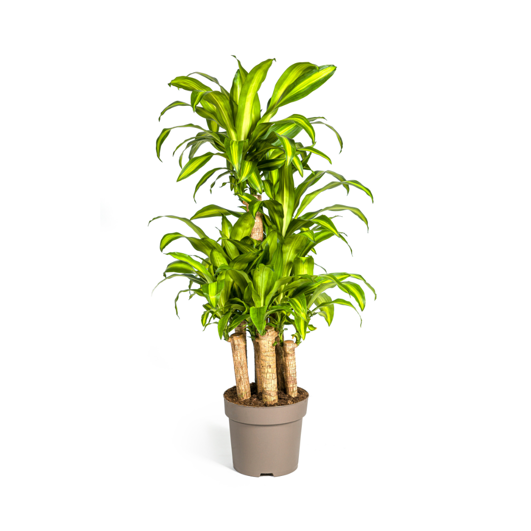 Image of Drachenbaum Dracaena Fragrans Massangeana Karussell – Zimmerpflanze – Ø30cm – ↑130-150cm – Grüne Blattpflanze für Wohnzimmer & Büro-0