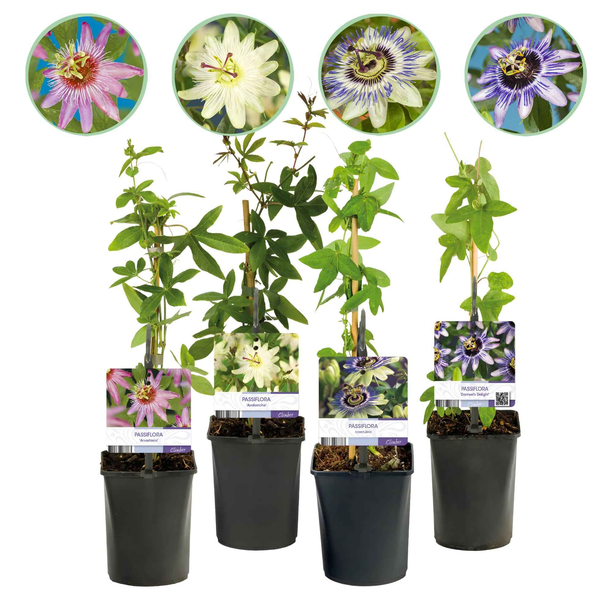 Image of Passionsblume Passiflora Rainbow – 4 Pflanzen 11cm – ca. 40cm hoch – Exotische Kletterpflanze mit rosa, weißen & lila Blüten-1