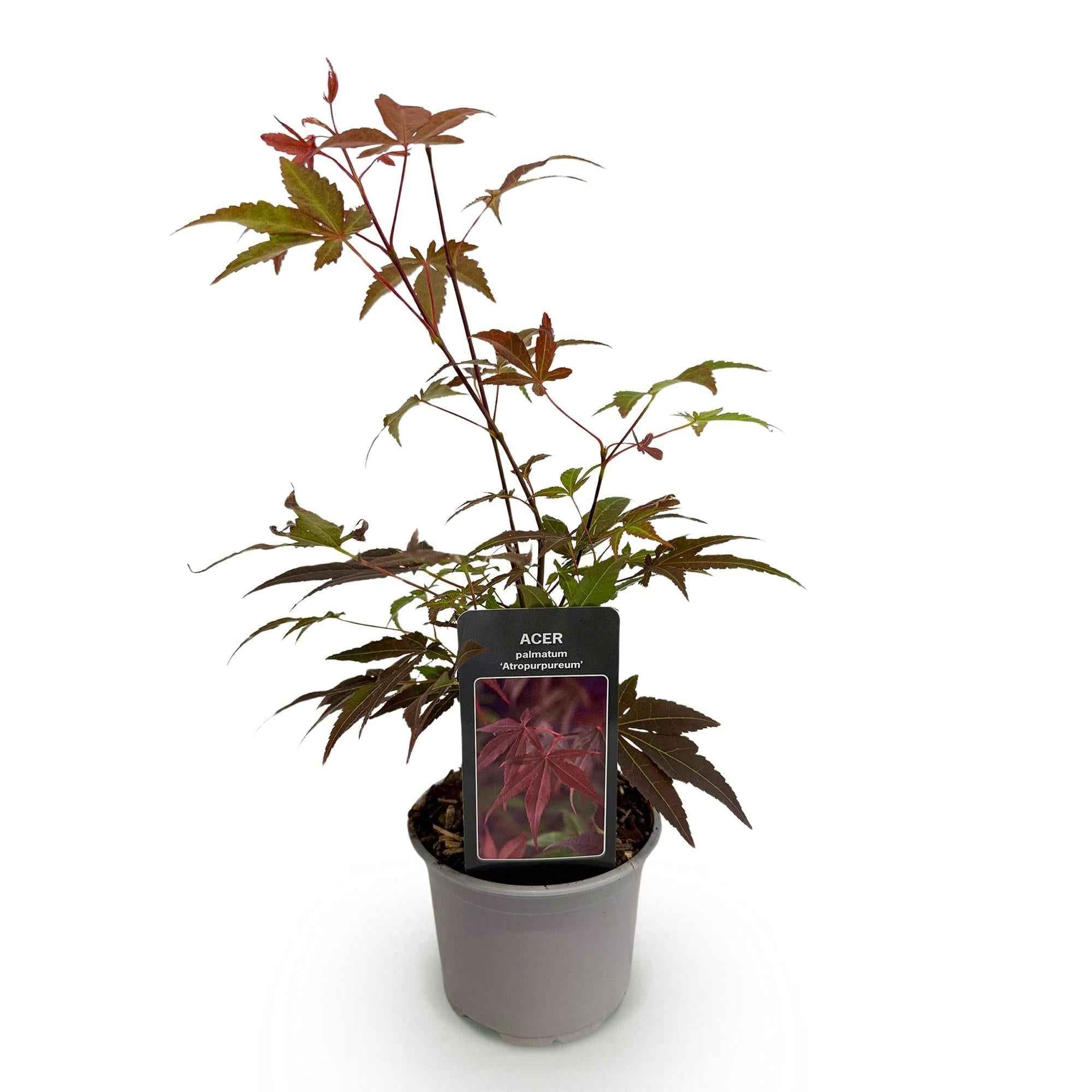 Image of Ahorn Acer palmatum Atropurpureum – 12cm Höhe ca. 35cm – Tiefrote Blätter & eleganter Wuchs – Laubabwerfend & pflegeleicht-0