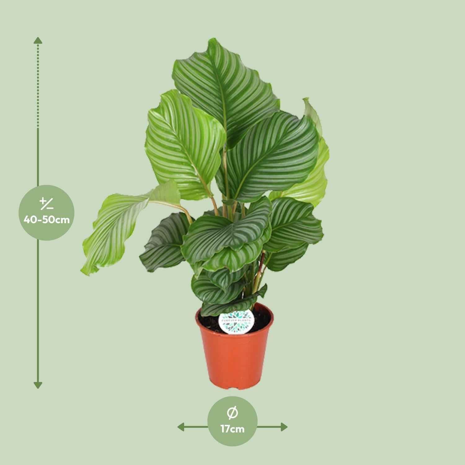 Image of Korbmarante Calathea Orbifolia – Zimmerpflanze – Ø17cm ↕60cm – Tropische Blattschmuckpflanze mit silbergrünen Mustern-1