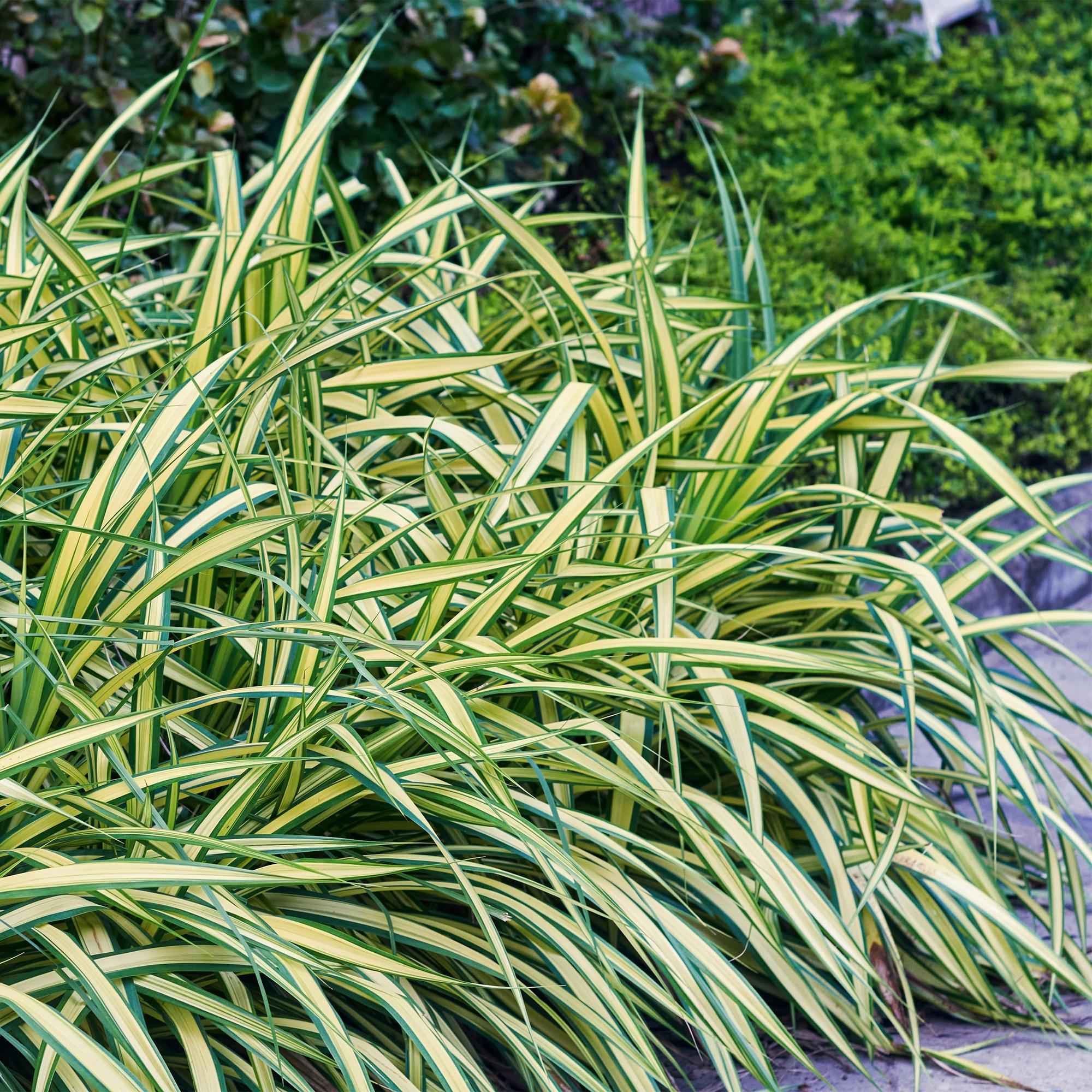 Image of Ziergras Segge Carex oshimensis Evergold – Gelb – Grün panaschiert – Immergrün & winterhart – Höhe ca. 50cm – 17cm – Für Beet, Kübel & Balkon-4