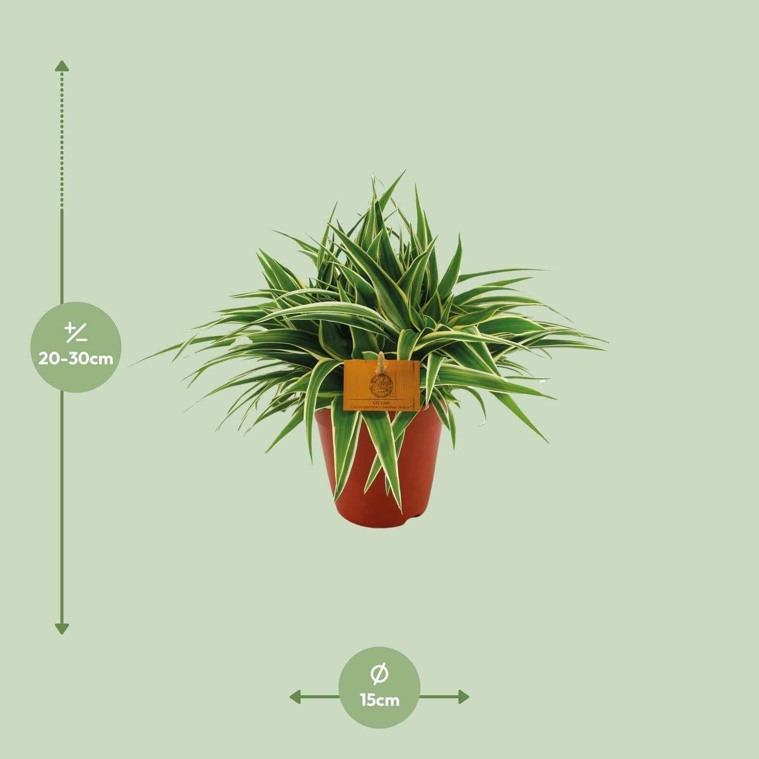 Image of Grünlilie – Chlorophytum Ocean – Zimmerpflanze – Ø15cm – ↕25cm – Pflegeleichte Spinnenpflanze mit langen, grünen Blättern-1