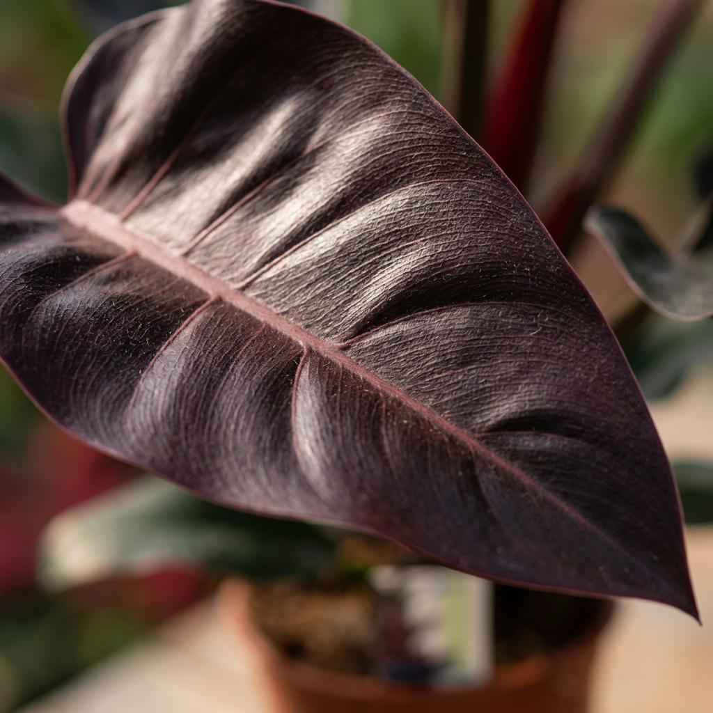 Image of Philodendron Imperial Red rot grün 60cm 19cm Zimmerpflanze pflegeleicht dekorative Blätter für Wohnzimmer Büro Schlafzimmer tropische Grünpflanze-3