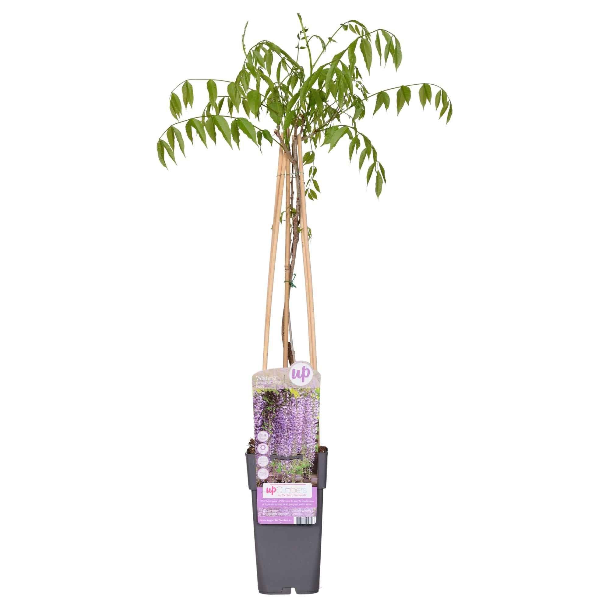 Image of Blauregen – Wisteria floribunda 'Naga Noda' – Purpurner Regen – Ø15cm ↕65cm