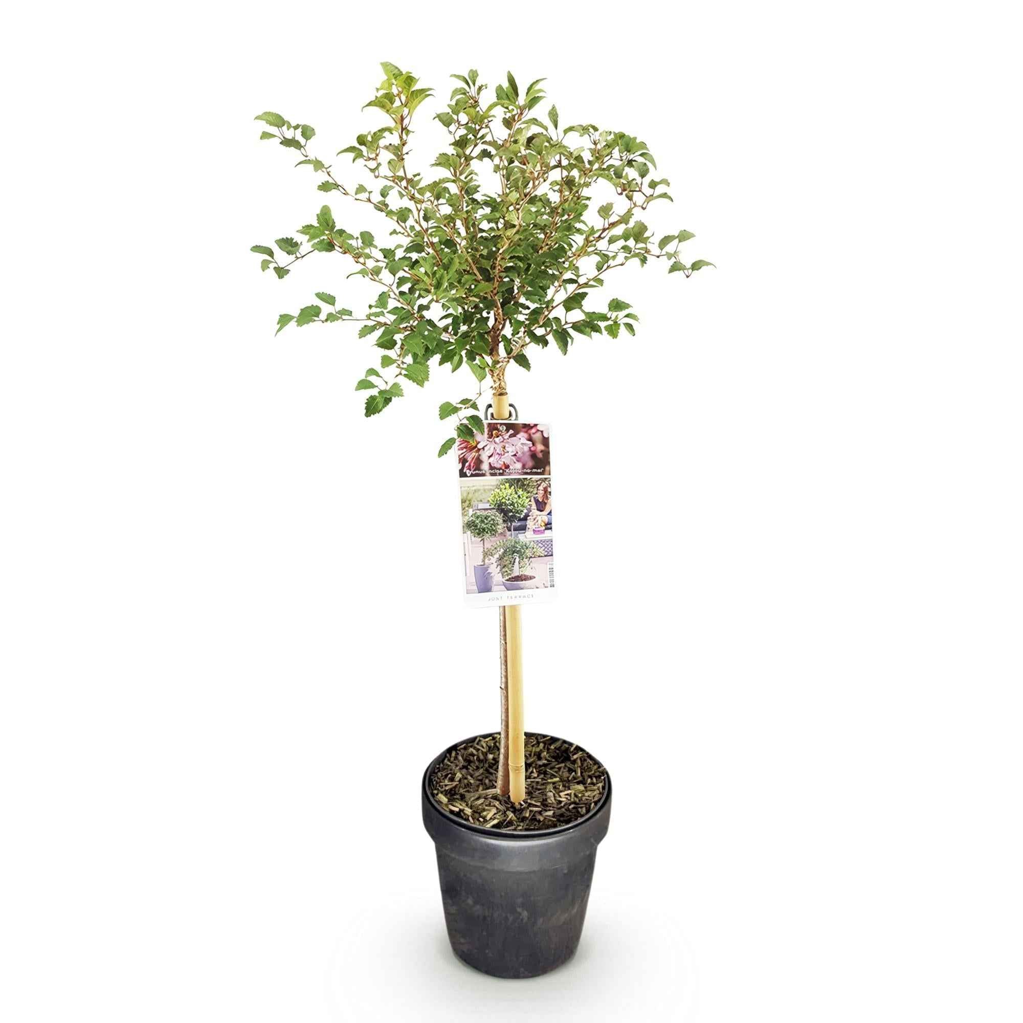 Image of Fuji – Kirsche Prunus incisa Kojou – no – mai – 19cm Höhe ca.90cm – Weiß blühende Terrassenpflanze – Winterhart & laubabwerfend-1