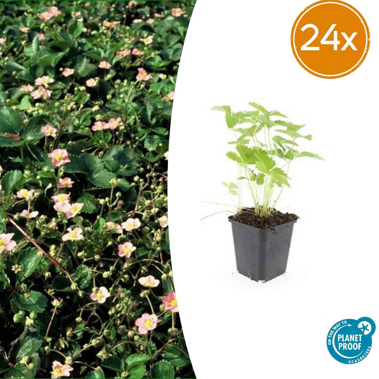 Image of Fragaria vesca – 24 Pflanzen – ↕10-25cm – Ø9cm – Wald – Erdbeere – Aromatisch & Süß – Bodendecker & Beerenpflanze – Pflegeleicht