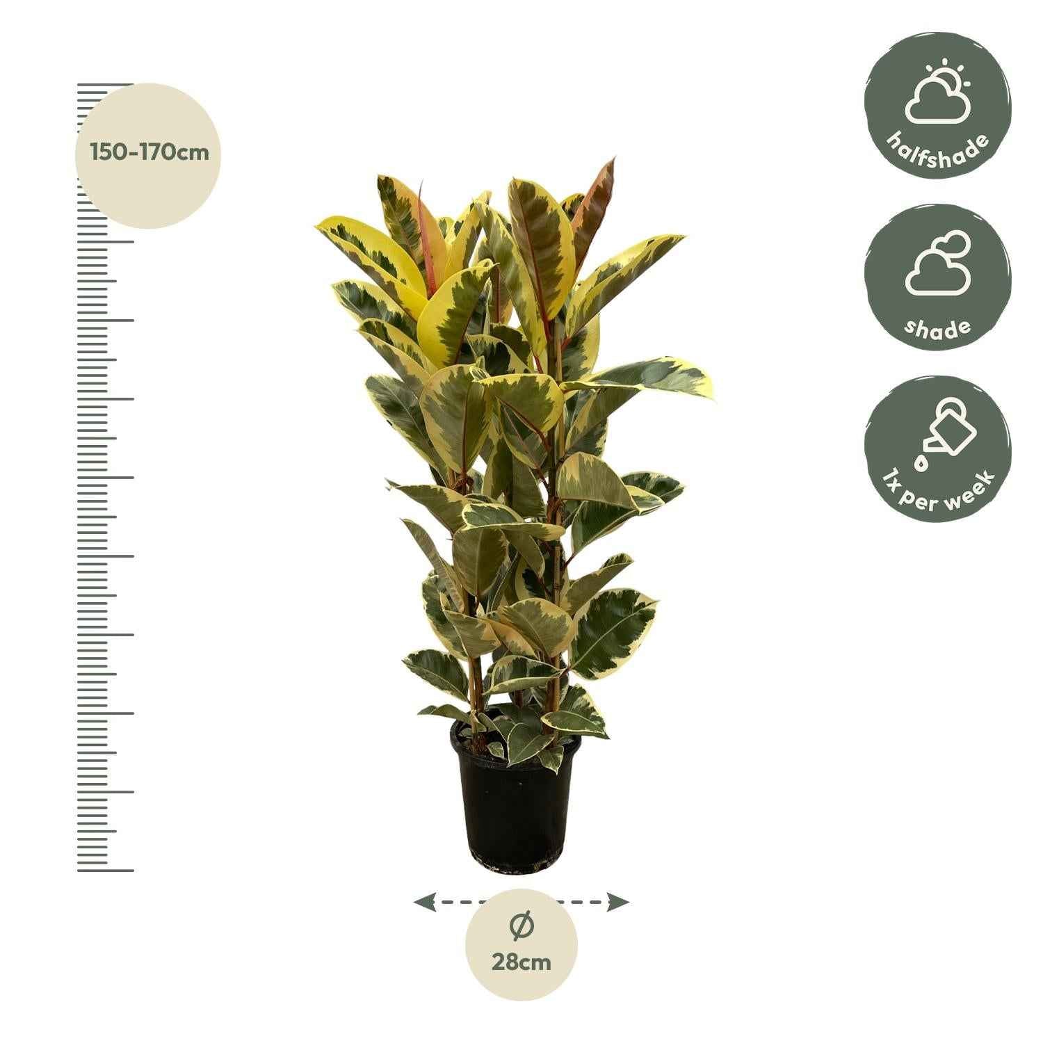 Image of Ficus Elastica 'Tineke' – Gummibaum – Zimmerpflanze – Ø28cm – Höhe ca. 160cm – Großblättrige, pflegeleichte Pflanze – Für helle Innenräume & Büros-1