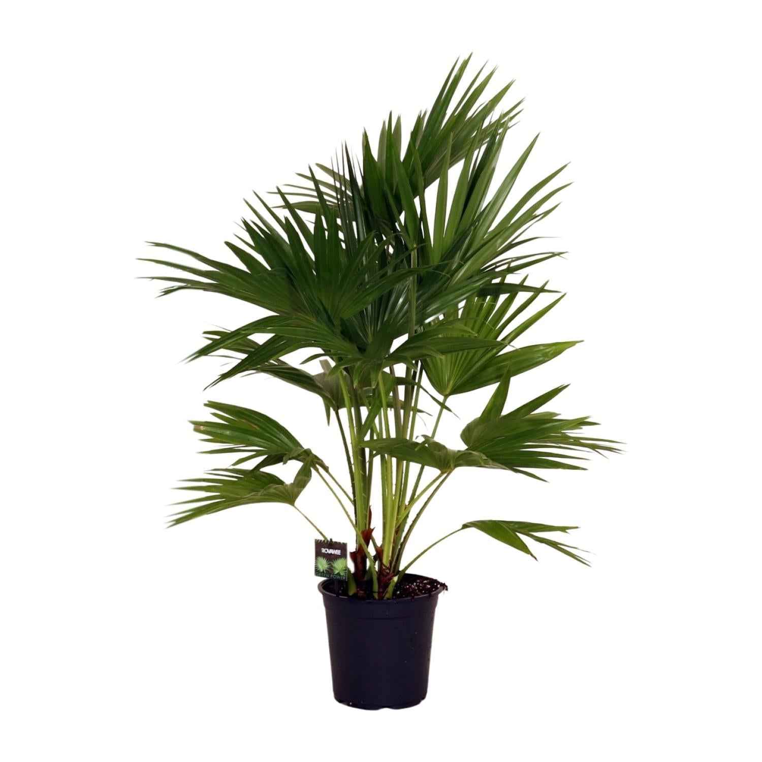 Image of Livistona Chinensis – Fächerpalme – Zimmer – & Terrassenpflanze – Ø24cm – Ca. 100cm hoch