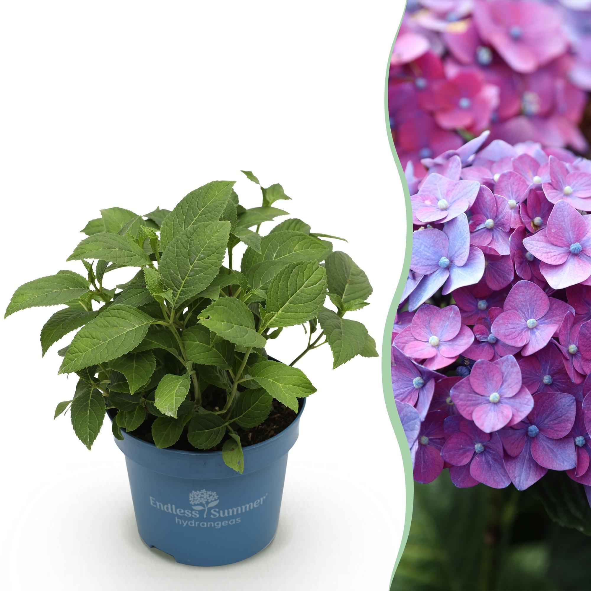 Image of Hortensie Hydrangea macrophylla Summer Love Purple winterhart lila 20-25cm 14cm für Garten Balkon Terrasse Beet blühender Zierstrauch pflegeleicht-0