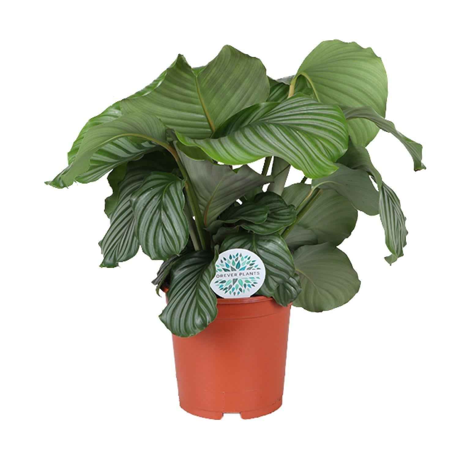Image of Calathea Orbifolia – Korbmarante - Ø21cm – ↕70cm – Tropische Zimmerpflanze mit großen, silbergrünen Blättern – Luftreinigende Pflanze – Für halbschattige Innenräume