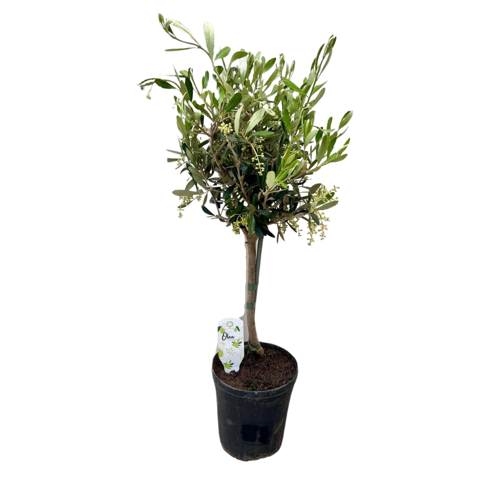 Image of Olivenbaum Olea – Zimmerpflanze Ø15cm ↕60cm – Mediterrane Kübelpflanze mit silbergrünem Laub