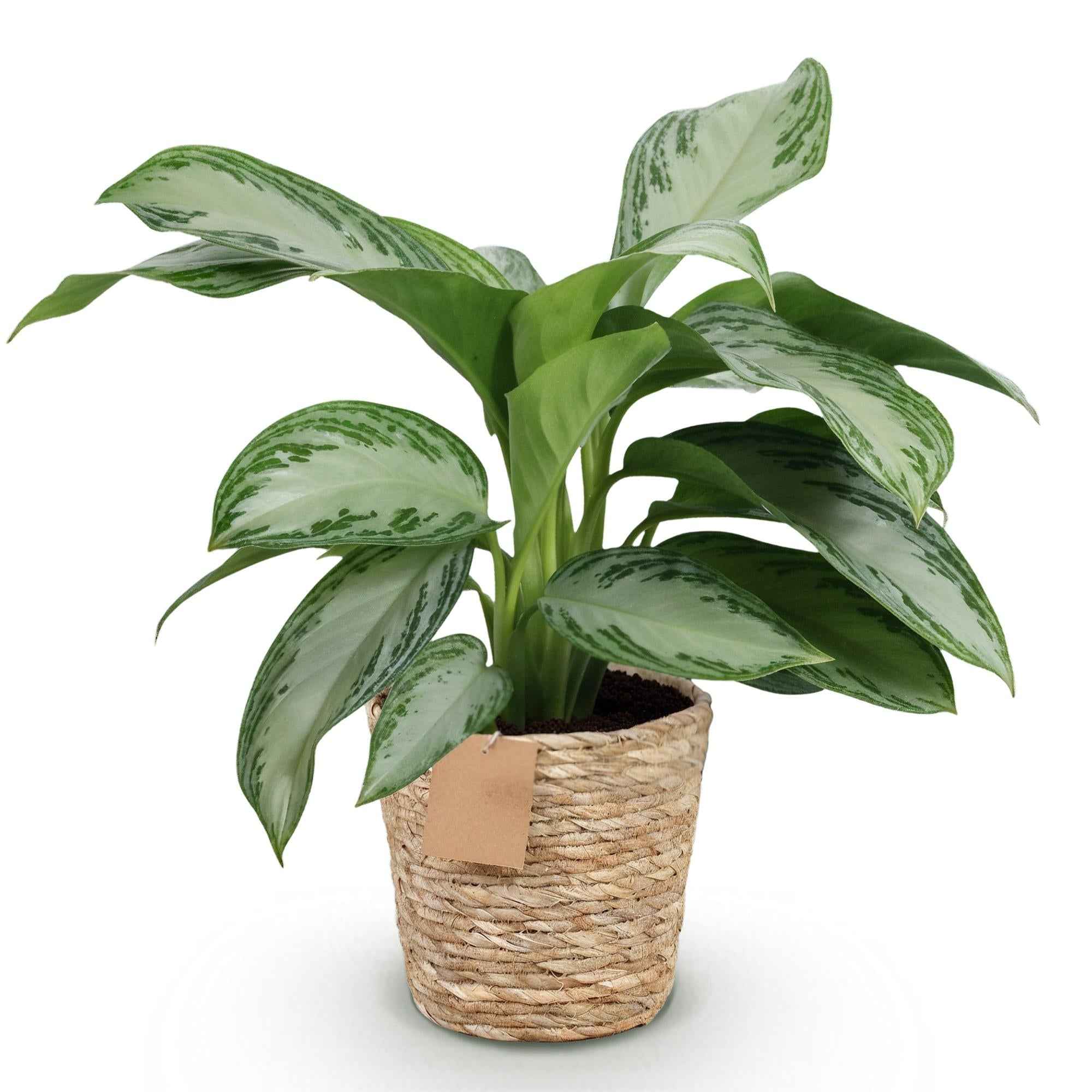 Image of Aglaonema Silver Bay – 70-75cm – 17cm inkl. Naturkorb – Pflegeleichte silbergrüne Zimmerpflanze-0