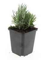 Image of Lavendel Lavandula angustifolia 'Dwarf Blue' – 24 Pflanzen – Kompakter blauer Lavendel – Duftende Blüten & bienenfreundlich