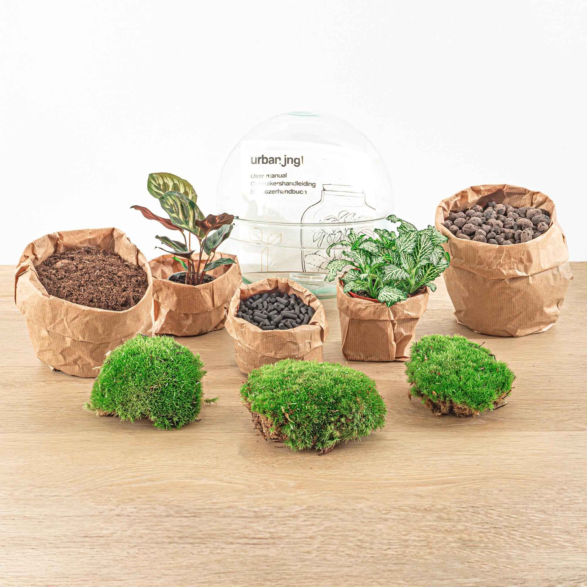 Image of DIY Flaschengarten Set – Dome Glas – Ø20cm x H20cm – Mini – Biotop mit Pflanzen & Moos – Selbstversorgendes Pflanzterrarium-3