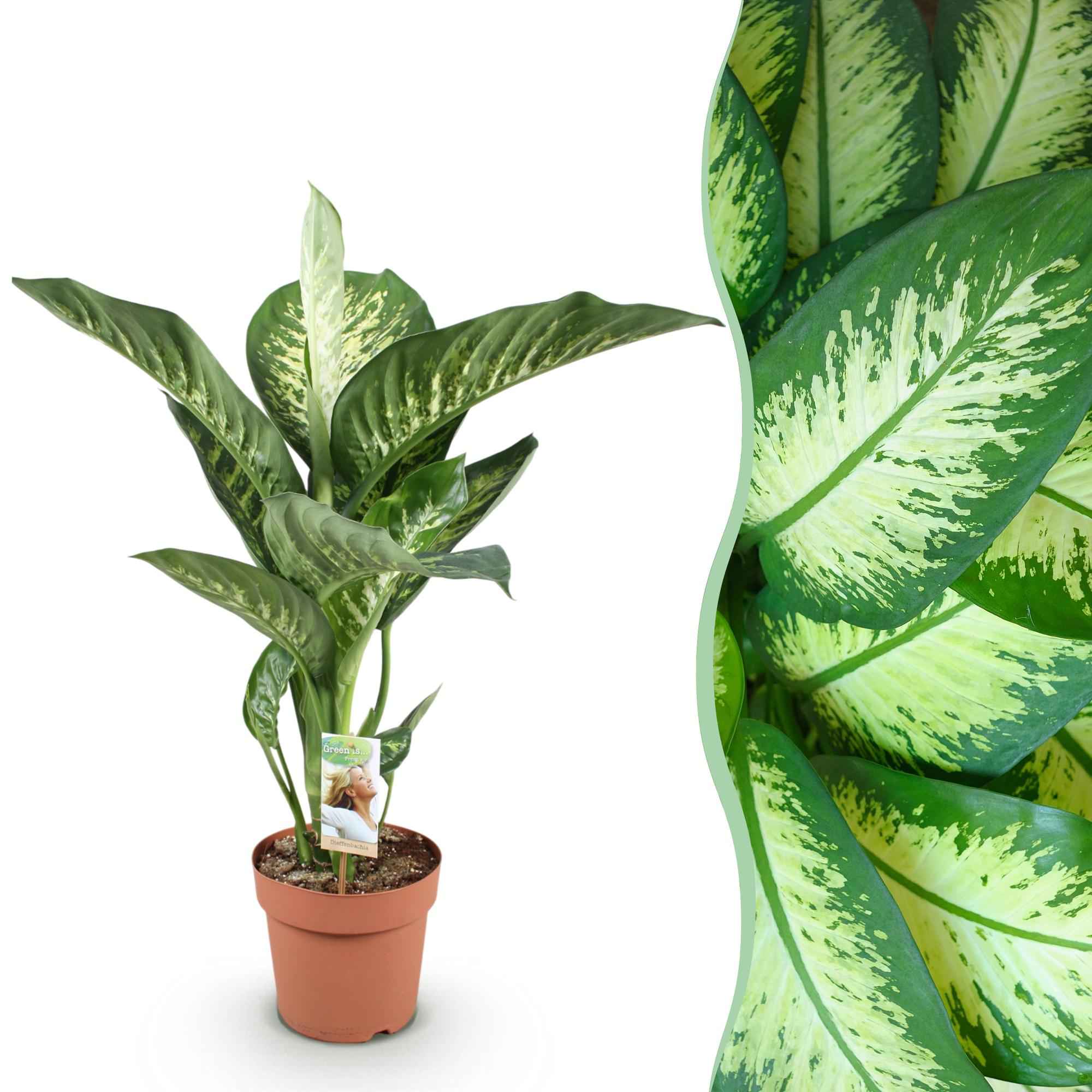 Image of Dieffenbachia Tropic Snow – 21cm – Höhe 90-100cm – Pflegeleichte bunt gemusterte Zimmerpflanze für Wohnzimmer, Büro und stilvolle Innenräume-1