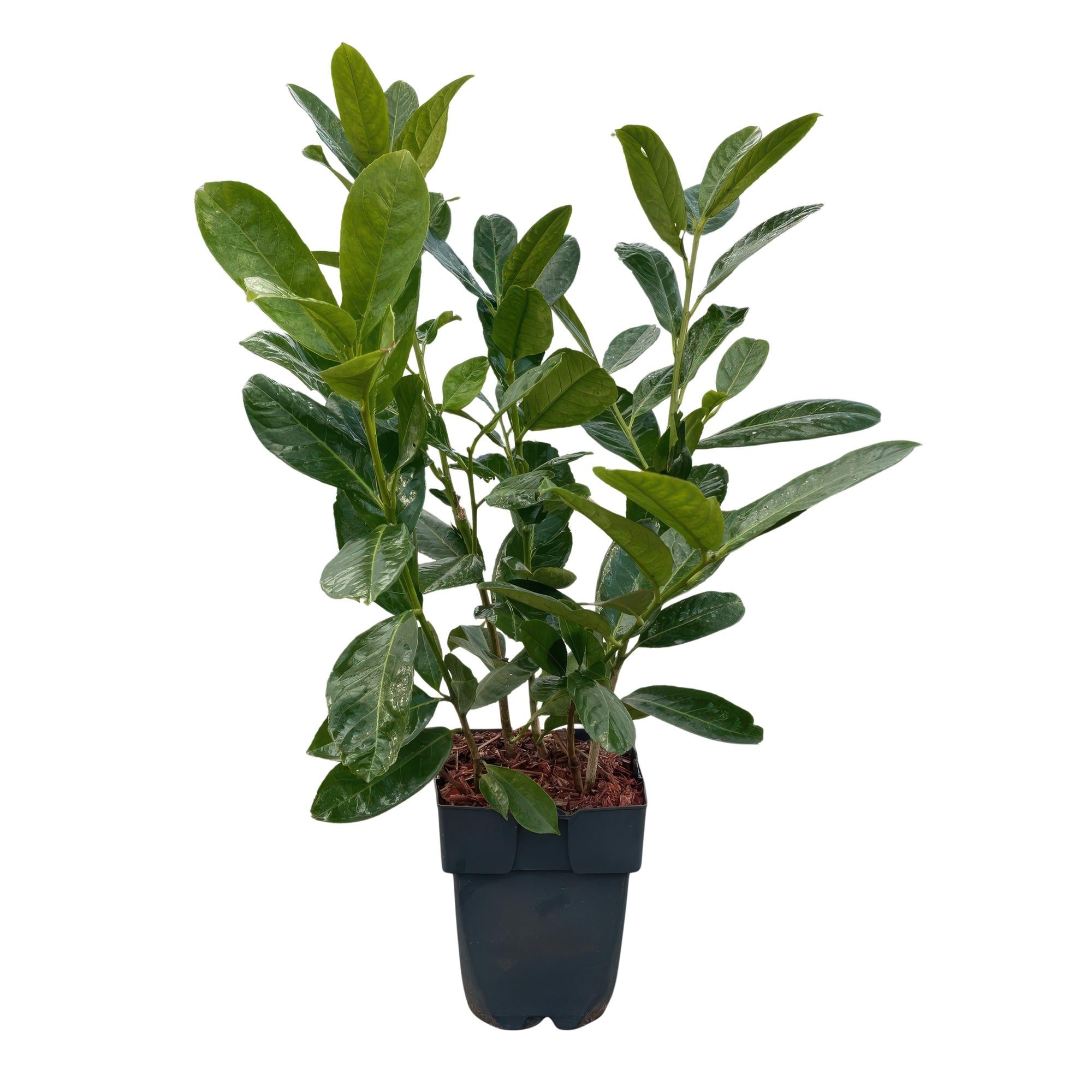 Image of Kirschlorbeer Prunus laurocerasus Rotundifolia – Immergrün – Heckenpflanze – Blatt grün – 6 Pflanzen – 1 laufender Meter – 17cm Höhe 50cm-2