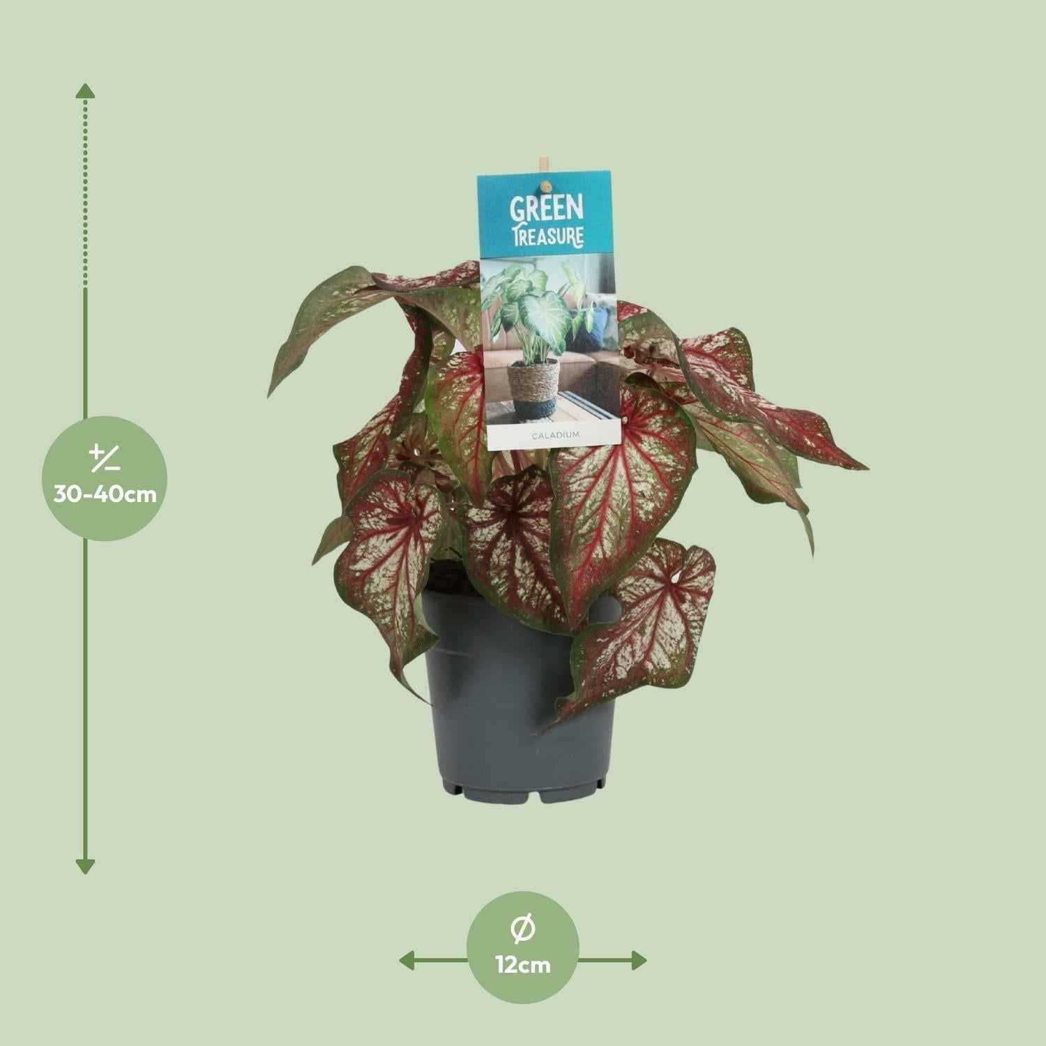 Image of Caladium Bicolor – Engelsschwingen – Ø12cm – ↕25cm – Tropische Zimmerpflanze mit auffälligem Laub – Pflegeleicht & luftreinigend