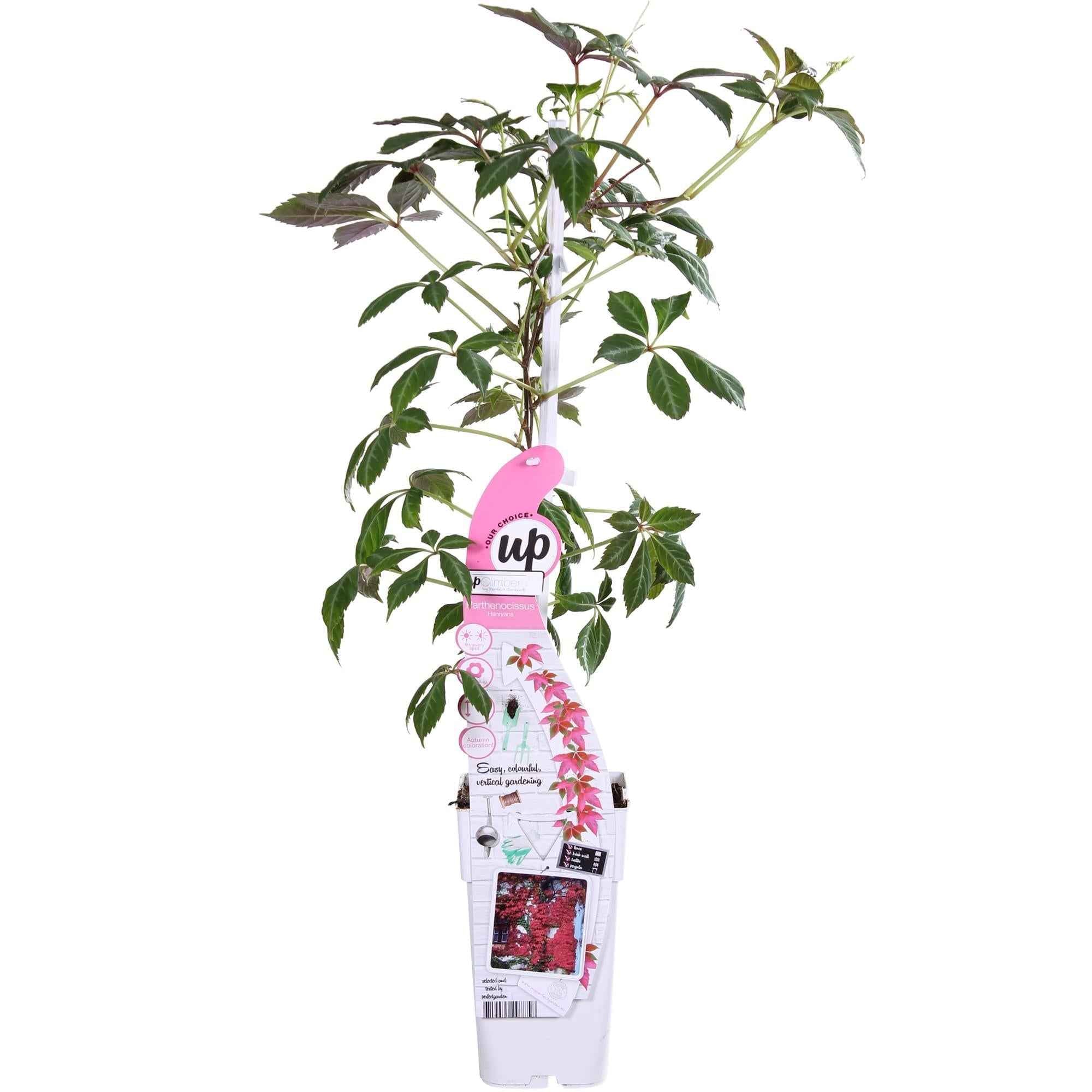 Image of Jungfernrebe – Parthenocissus henryana – Ø15cm – ↕65cm – Farbintensive Kletterpflanze mit roter Herbstfärbung