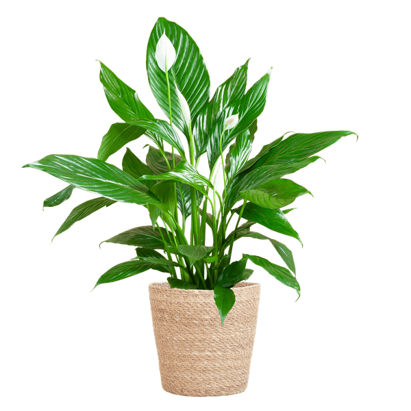 Image of Scheidenblatt – Spathiphyllum – ↕80cm – Ø21cm inkl. Naturkorb – Zimmerpflanze mit weißen Blüten – Pflegeleicht & luftreinigend-0
