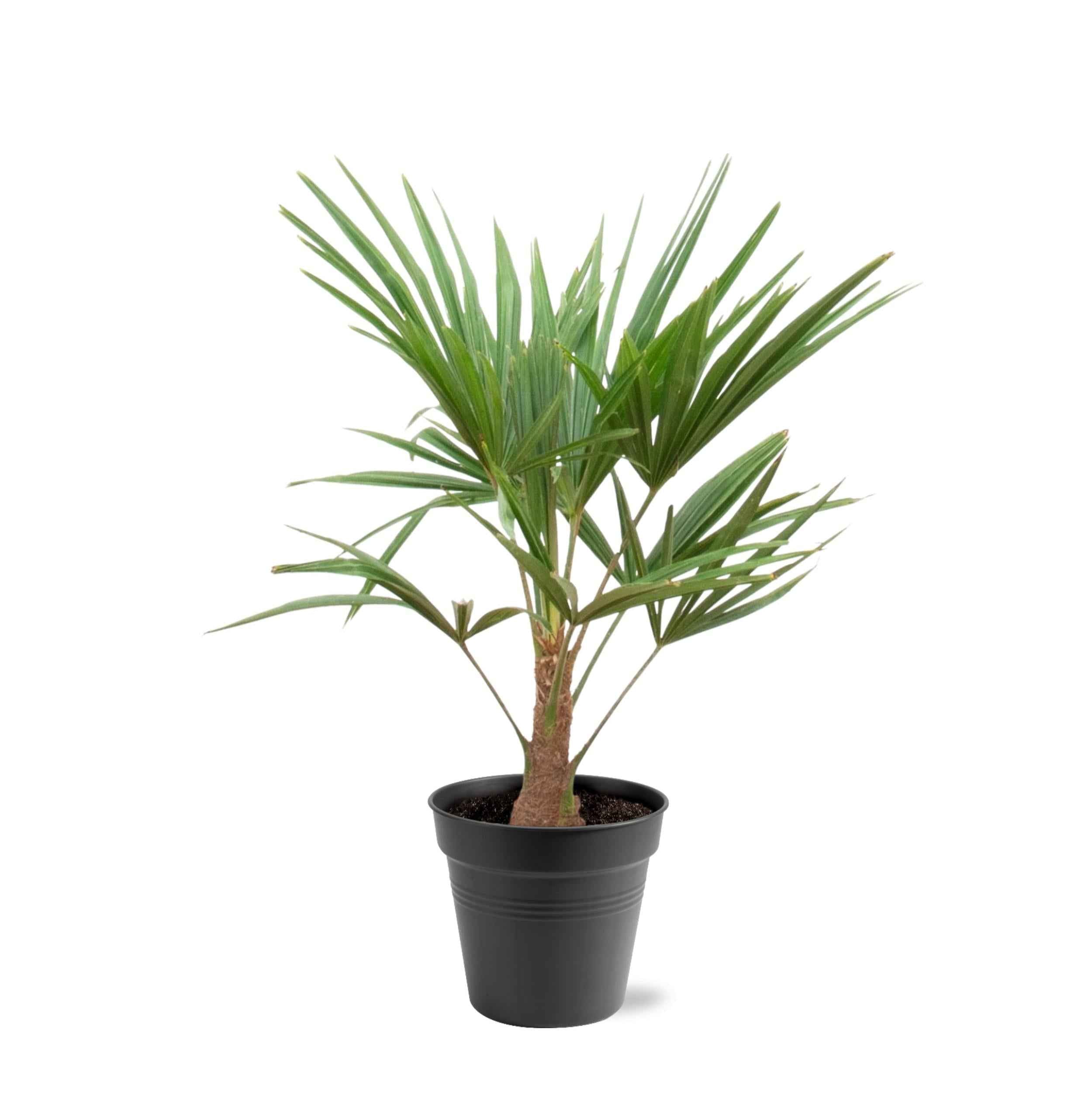 Image of Hanfpalme – Trachycarpus 100cm – Ø21cm – Immergrüne Palme mit fächerförmigen Blättern – Pflegeleicht-0
