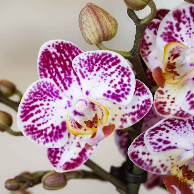 Image of Rosa – Violette Phalaenopsis Orchidee Bora – Ø9cm – Exotische Blüten – Blühende Zimmerpflanze mit 2-3 Trieben – Dekorative Orchidee & Geschenkidee-1