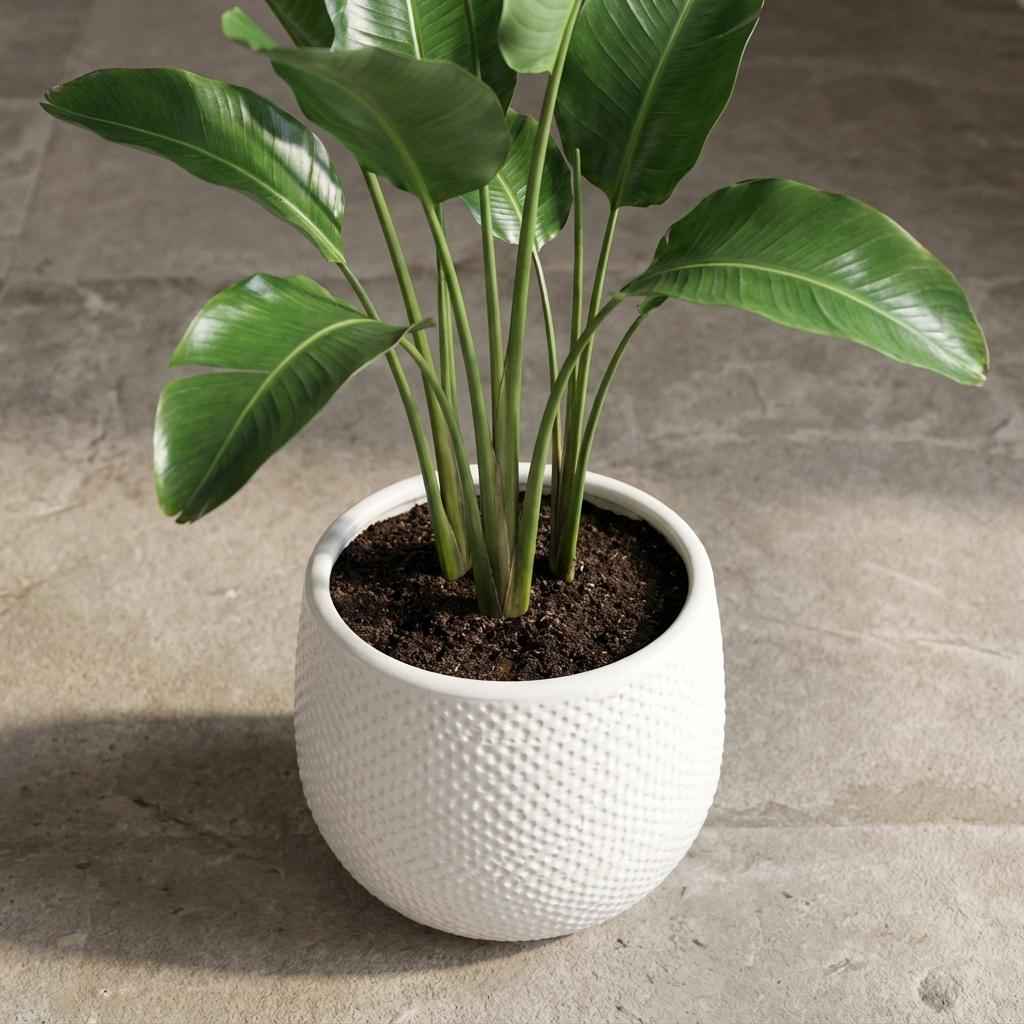 Image of Topf Gabriel Rund Weiß – D14cm – Moderner Keramik Blumentopf – Zeitloser Übertopf für Zimmerpflanzen – Elegant & vielseitig für Wohnraum Balkon & Büro-4