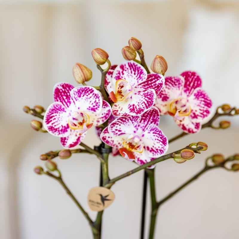 Image of Rosa – Violette Phalaenopsis Orchidee Bora – Ø9cm – Exotische Blüten – Blühende Zimmerpflanze mit 2-3 Trieben – Dekorative Orchidee & Geschenkidee-2