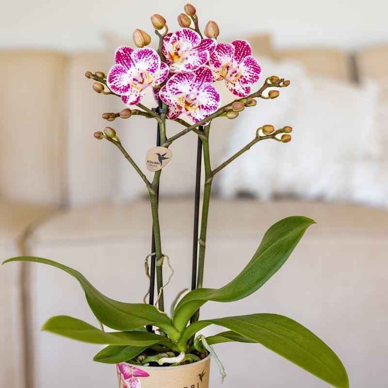 Image of Rosa – Violette Phalaenopsis Orchidee Bora – Ø9cm – Exotische Blüten – Blühende Zimmerpflanze mit 2-3 Trieben – Dekorative Orchidee & Geschenkidee-3