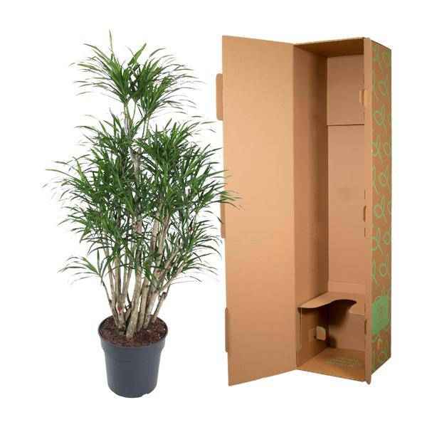 Image of Drachenbaum Zimmerpflanze Ø31cm ↕140cm – pflegeleichte Grünpflanze für Wohnzimmer, Büro & helle Standorte kaufen-2