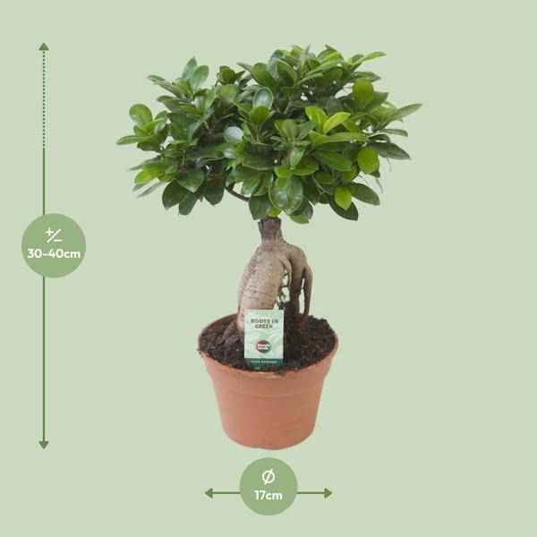 Image of Chinesische Feige Ficus Ginseng Zimmerpflanze Ø17cm ↕40cm – pflegeleichte Grünpflanze für Wohnzimmer, Büro & helle Standorte kaufen-1