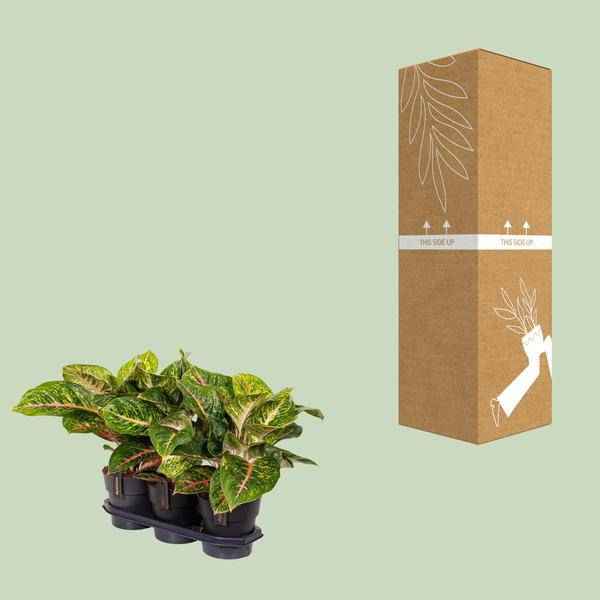 Image of Kolbenfaden – Aglaonema Frühling Rot – Zimmerpflanze – Ø19cm – ca. 60cm hoch – dekorative pflegeleichte Pflanze für Wohnung & Büro-2