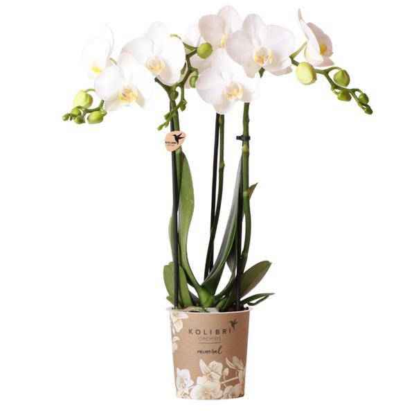 Image of Phalaenopsis Amabilis Weiß Zimmerpflanze Ø9cm – blühende Orchidee für Wohnzimmer, Büro & helle Standorte kaufen-0