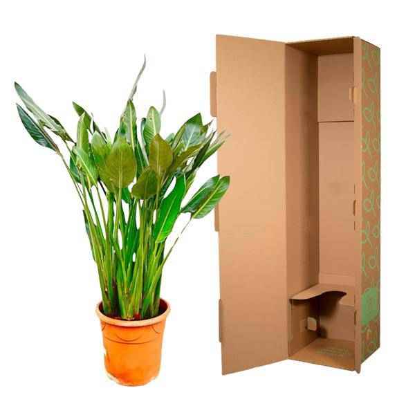 Image of Strelitzia Reginae – Paradiesvogelblume – Zimmerpflanze 160cm – Ø30cm – Exotische Pflanze mit orangefarbenen Blüten – Pflegeleicht
