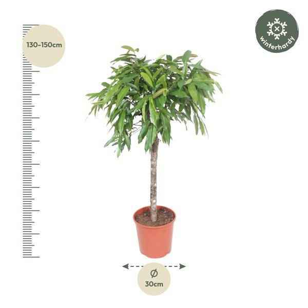 Image of Schmalblättriger Gummibaum Ficus binnendijkii Amstel King Zimmerpflanze Ø30cm ↕140cm – pflegeleichte Grünpflanze für Wohnzimmer, Büro-1