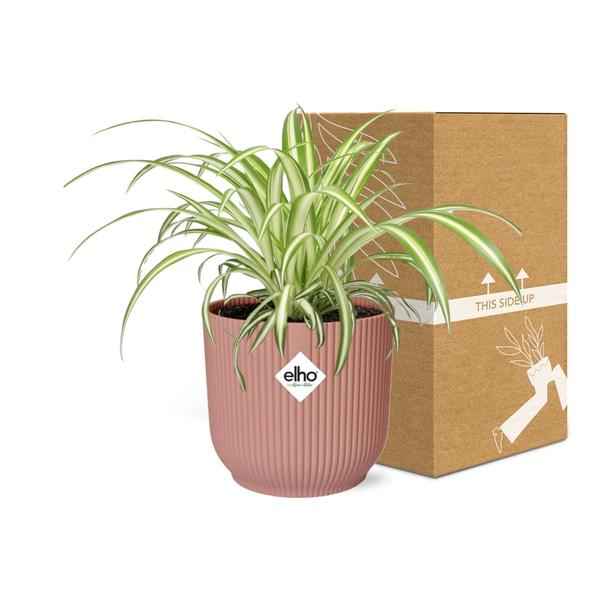 Image of Grünlilie Chlorophytum Comosum Variegatum Zimmerpflanze Ø12cm Ø14cm – pflegeleichte Grünpflanze für Wohnzimmer, Büro & helle Standorte kaufen-2
