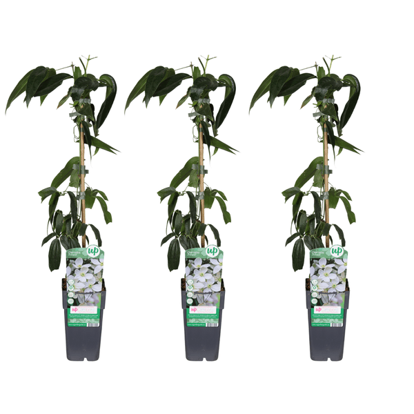 Image of Clematis armandii – Armands Waldrebe – immergrüne Kletterpflanze – 3 Pflanzen – Ø15cm – ca. 65cm hoch – weiße duftende Blüten-0