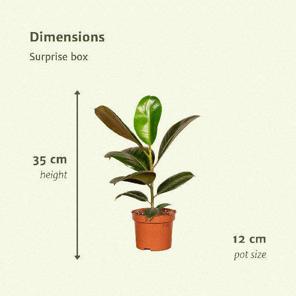 Image of Pflanzen Überraschungsbox Ø12cm ↕25cm – pflegeleichtes Pflanzen Set für Urban Jungle, Fensterbank, Wohnzimmer & Büro-2