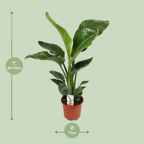 Image of Baum – Strelitzie Strelitzia Nicolai – Zimmerpflanze Ø17cm ↕70cm – exotische Paradiesvogelblume mit tropischem Flair für Wohnzimmer Büro