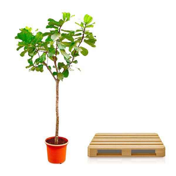 Image of Geigen – Feige – Ficus Lyrata XXL – Zimmerpflanze 300cm – Ø55cm – Exklusive Designpflanze mit großen geigenförmigen Blättern – Tropische XXL-3