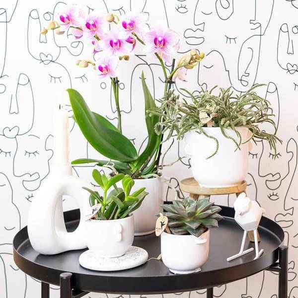 Image of Phalaenopsis Orchidee – Rosa Mineral Rotterdam – Ø9cm – Blühende Zimmerpflanze – 2-3 Zweige – Pflegeleicht & dekorativ – Für Wohnzimmer, Büro & Bad-3