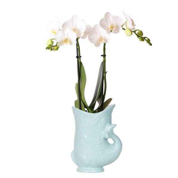 Image of Phalaenopsis Orchidee Amabilis Weiß + Fish Ziertopf Türkis – Ø9cm – Elegante weiße Zimmerorchidee im sommerlichen, leuchtend blauen Topf-0
