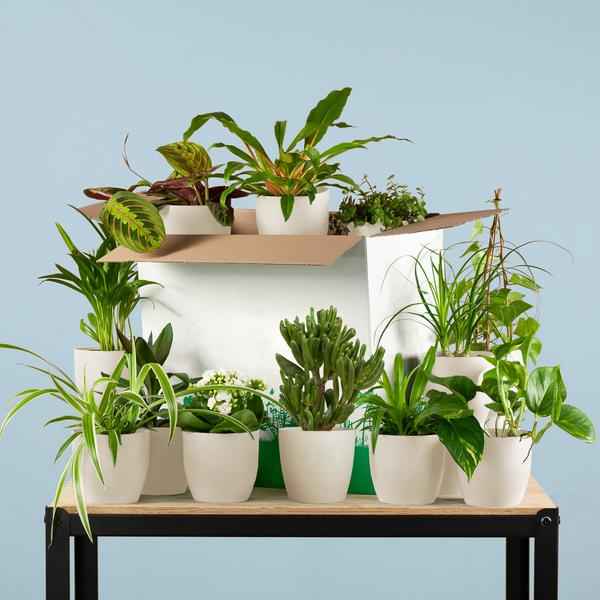 Image of Zimmerpflanzen Set – 12 Pflanzen inkl. Übertopf – Überraschungsbox Rette Mich – Zimmerpflanzen für Zuhause, Büro & DIY – Pflanzenliebhaber