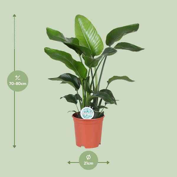 Image of Baum – Strelitzie Strelitzia Nicolai Zimmerpflanze Ø21cm ↕80cm – tropische Grünpflanze für Wohnzimmer, Büro & helle Standorte kaufen-1