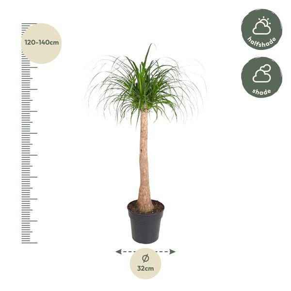 Image of Elefantenfuß Zimmerpflanze Ø32cm ↕120cm – pflegeleichte Grünpflanze für Wohnzimmer, Büro & helle Standorte kaufen-1