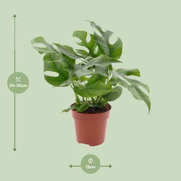 Image of Fensterblatt – Monstera Minima – Zimmerpflanze – Ø12cm – Höhe ca. 25cm – Tropische Kletterpflanze mit gespaltenen Blättern
