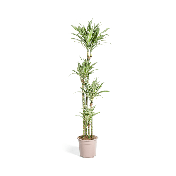 Image of Drachenbaum Dracaena Deremensis White Stripe Zimmerpflanze Ø27cm ↕180cm – pflegeleichte Grünpflanze für Wohnzimmer, Büro & helle Standorte kaufen-0