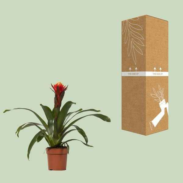 Image of Bromelie – Guzmania Happiness – Zimmerpflanze – Ø12cm – ↕45cm – Exotische Blühpflanze mit leuchtenden Hochblättern – Pflegeleicht & dekorativ-2