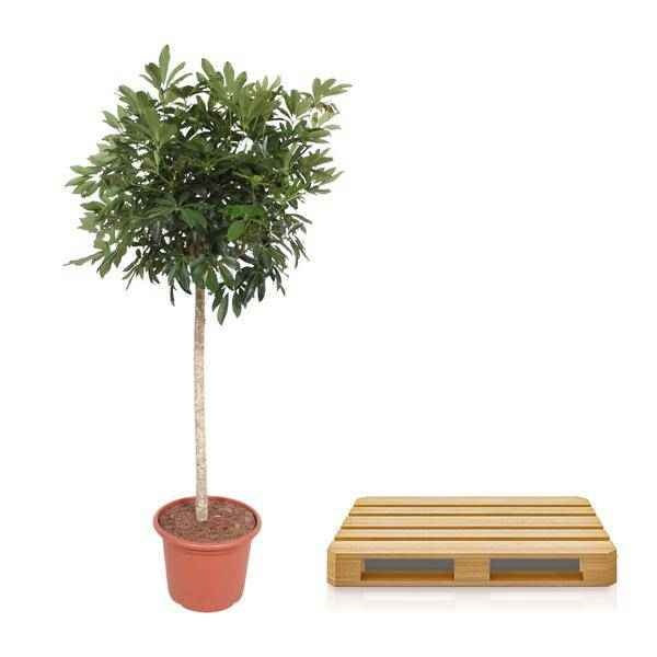 Image of Strahlenaralie Schefflera Arboricola Compacta Zimmerpflanze Ø45cm ↕190cm – pflegeleichte Grünpflanze für Wohnzimmer, Büro & helle Standorte-2
