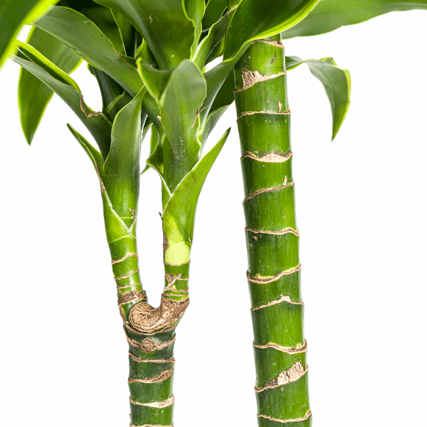 Image of Dracaena Deremensis Dorado – Drachenbaum – Ø24cm – ↕120-140cm – Elegante Zimmerpflanze mit dunkelgrünen Blättern & gelbem Rand-4